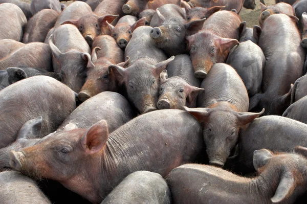 Группа свиней — стоковое фото