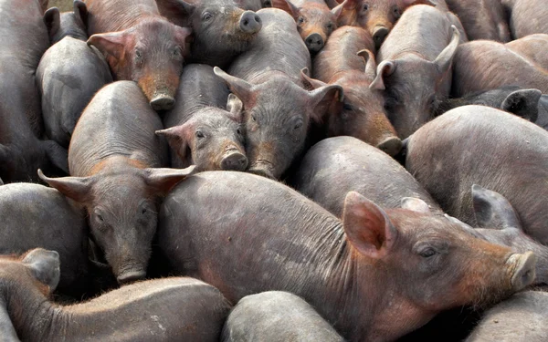 Um monte de porcos lotados — Fotografia de Stock