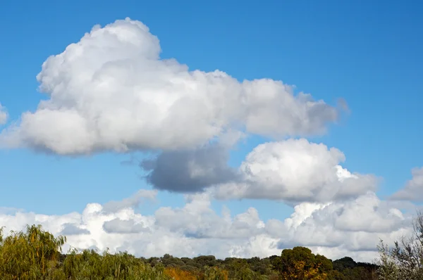 stock image Clouds and plants