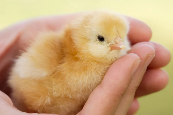 Kleines Huhn zur Hand — Stockfoto