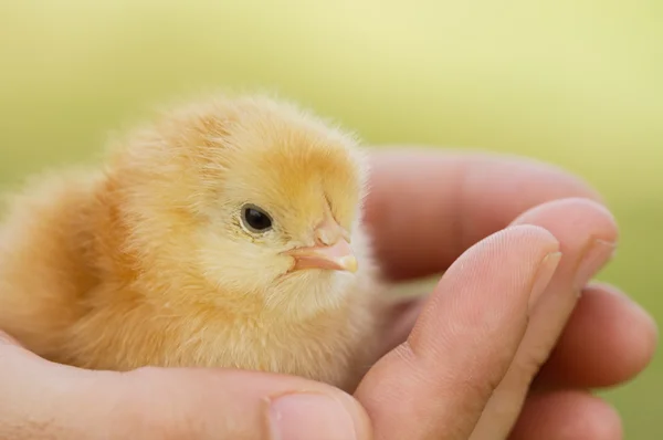 Small chicken on hand — Stock Photo, Image