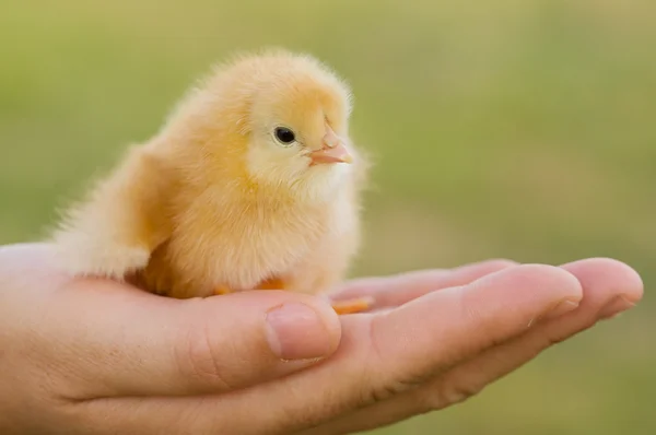 Lilla kycklingen på hand — Stockfoto