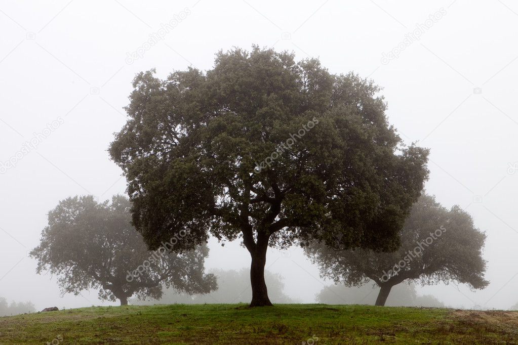 Trees surrounded by fog