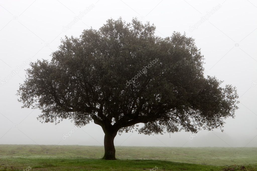Tree surrounded by fog