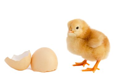 Adorable baby chick clipart