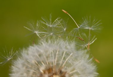 Dandelion (Focus in the seed) clipart