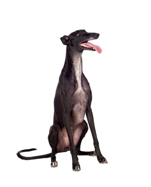 Greyhound cins köpek