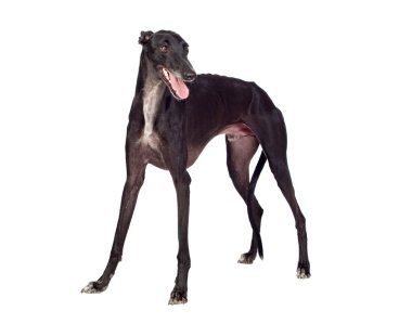 Greyhound breed dog clipart