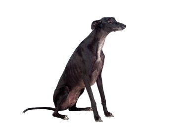 Greyhound cins köpek