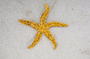 Star of sea clipart