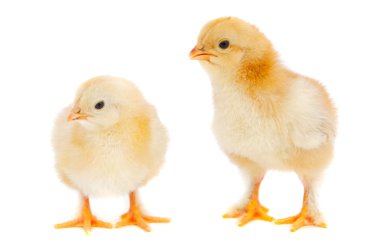 Chickens clipart
