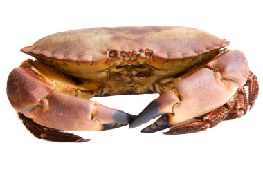 Photo of edible crabs clipart