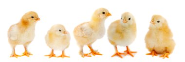 Adorable chicks clipart