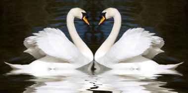 Loving swans clipart
