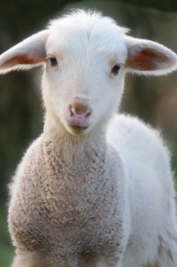 A baby lamb clipart