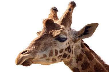 Portrait of a giraffe clipart