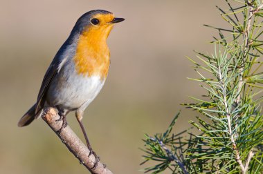 Beautiful red bird clipart