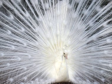 White peacock displaying his beautiful tail clipart