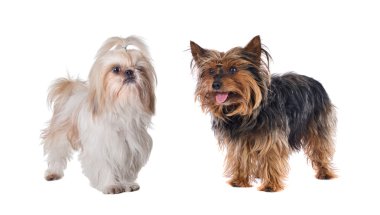 Couple of small dogs clipart