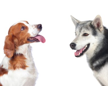 Two dogs of different breeds clipart