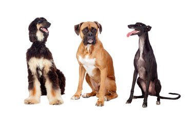 Three beautiful dogs of three different races clipart
