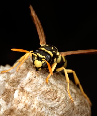Macro of a wasp in the nest clipart