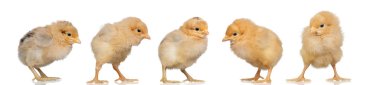 Grup sarı tavuk