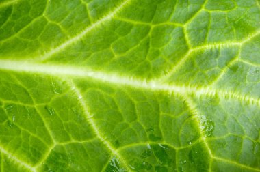 A photo macro of leaf green lettuce and fresh clipart