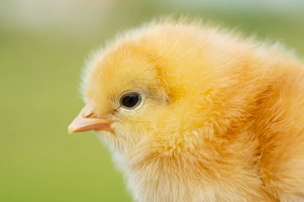 Ayam kecil — Stok Foto