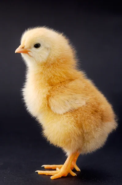 stock image Small chicken