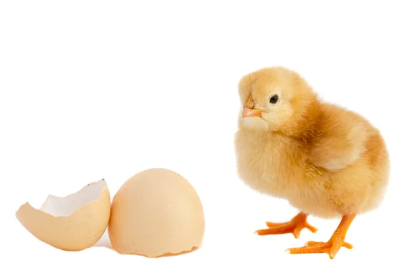 Adorable baby chick — Stock Photo, Image