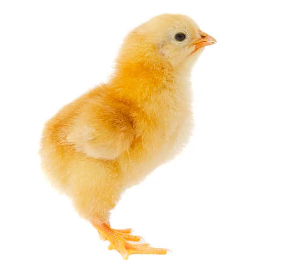 Kleines Huhn — Stockfoto