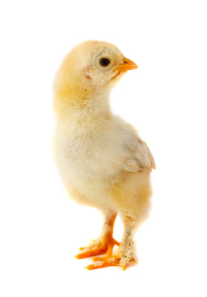 Kleines Huhn — Stockfoto