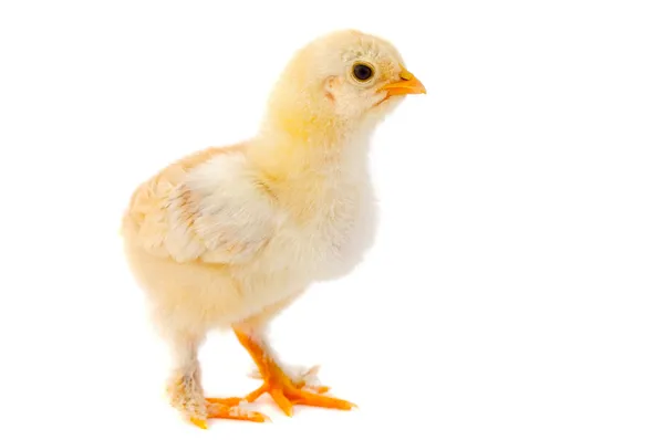 Malé kuře — Stock fotografie