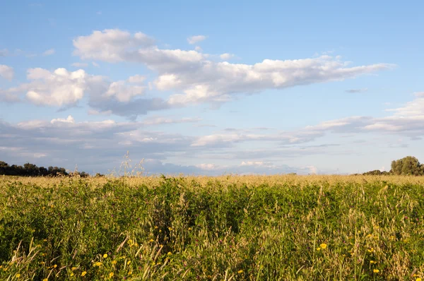 stock image Field of flowers