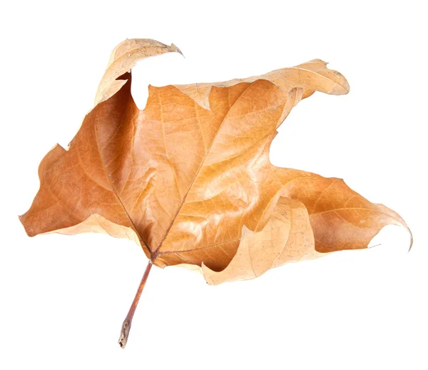 Gevallen blad van een boom in de herfst — Stockfoto