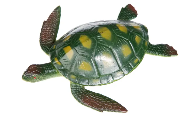 stock image Turtle