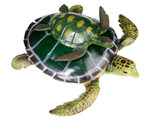 Skildpadde med din søn - Stock-foto