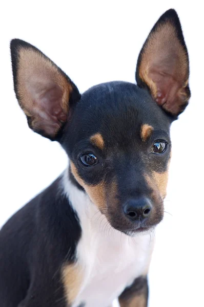 Adorable small dog — Stock Photo, Image
