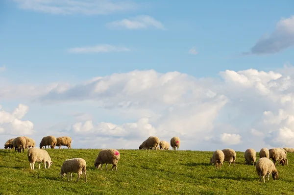 Προβατίνες που τρώει στο πεδίο — Φωτογραφία Αρχείου