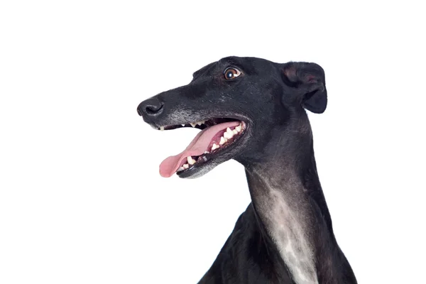 Greyhound breed dog — Stock Photo, Image