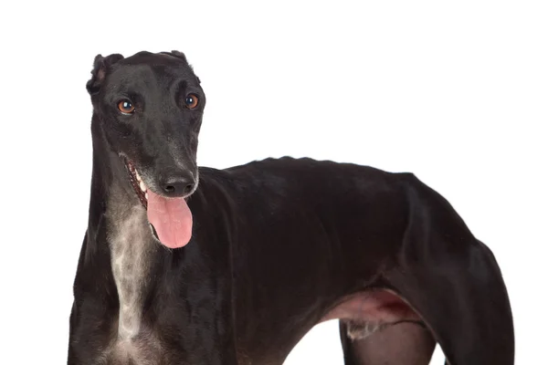 Greyhound cins köpek — Stok fotoğraf