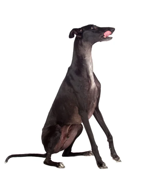 stock image Greyhound breed dog