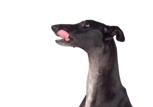 Pies rasy charcik — Zdjęcie stockowe