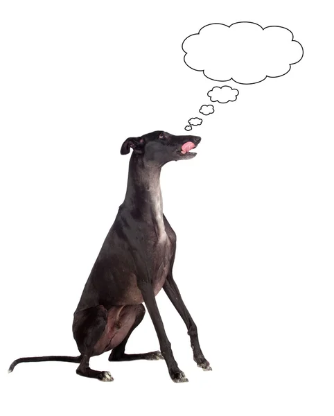 グレイハウンドの品種の犬の思考 — ストック写真