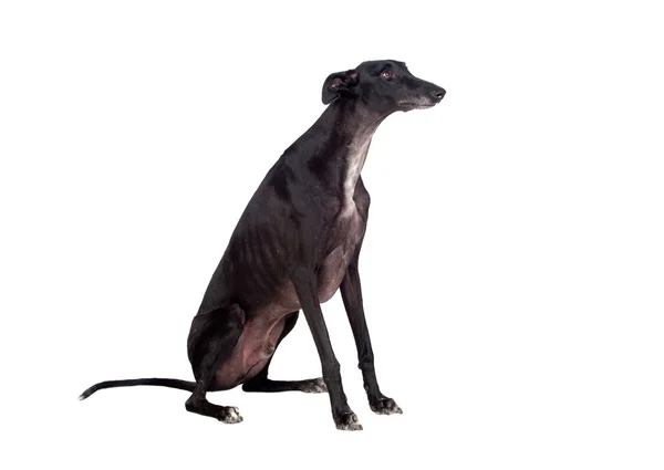 Greyhound raça cão — Fotografia de Stock