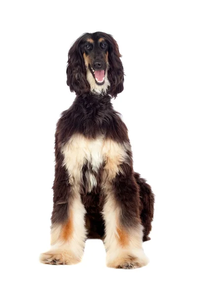 Borzoi breed dog — Stock Photo, Image