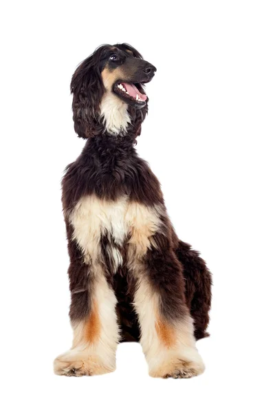 Arabian hound dog — Stock Photo, Image