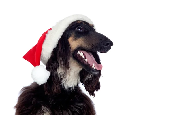 Borzoi razza cane con cappello di Babbo Natale — Foto Stock