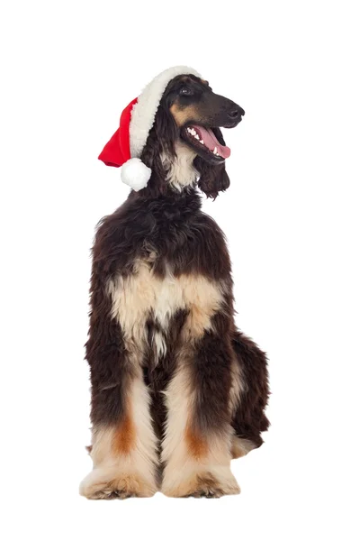 Borzoi raça cão com chapéu de Santa — Fotografia de Stock